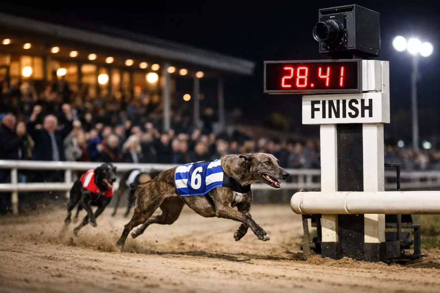 Greyhound in racing jacket crossing the finish line first during a Category One open competition
