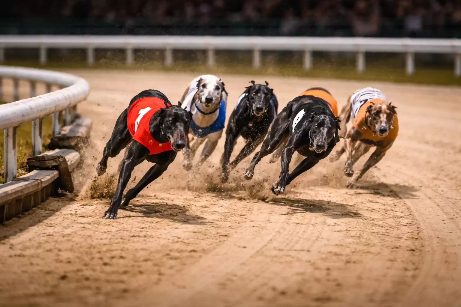 Six greyhounds racing around the first bend of a sand track during a 480-metre race